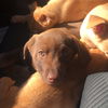 AMY ALISON AND ABBEY PUPPIES