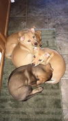 AMY ALISON AND ABBEY PUPPIES