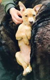 AMY ALISON AND ABBEY PUPPIES