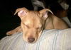 AMY ALISON AND ABBEY PUPPIES