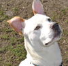 Archie