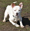 Archie