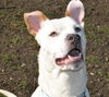 Archie