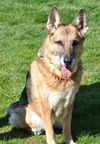 ROXY