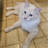 adoptable Cat in dripping springs, TX named Baby