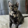 adoptable Cat in spring, TX named Elizabeth