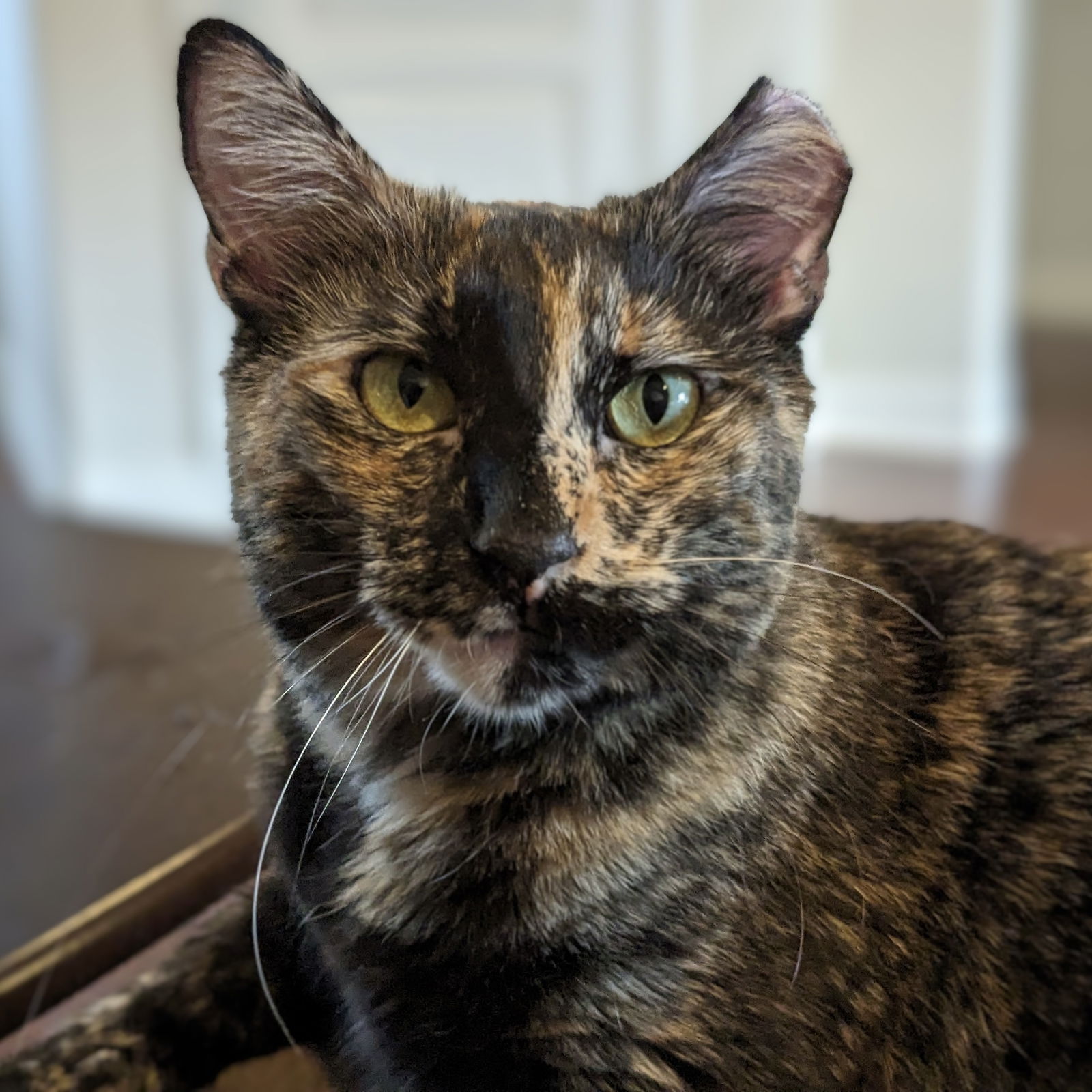 adoptable Cat in Dripping Springs, TX named Elizabeth