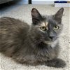adoptable Cat in dripping springs, TX named Chantelle