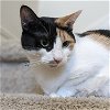 adoptable Cat in dripping springs, TX named Calypso