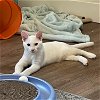 adoptable Cat in dripping springs, TX named Percy