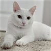 adoptable Cat in spring, TX named Sarah