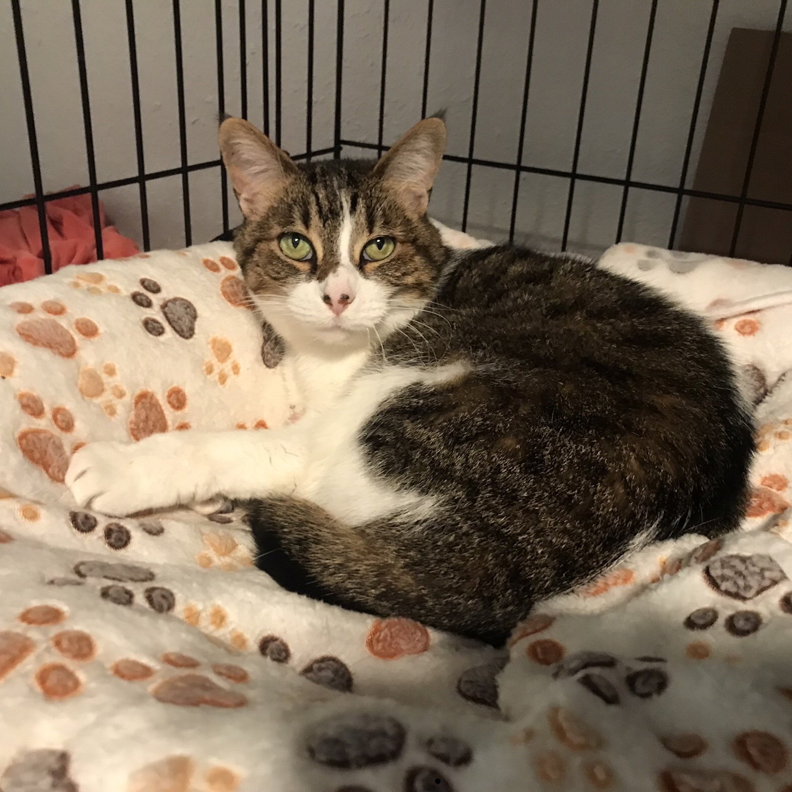 adoptable Cat in Dripping Springs, TX named Lacie