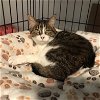 adoptable Cat in dripping springs, TX named Lacie
