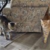 adoptable Cat in dripping springs, TX named Jake and Lily