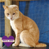 adoptable Cat in dripping springs, TX named Mighty Bob