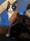 adoptable Cat in dripping springs, TX named Izzy
