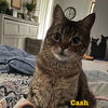 adoptable Cat in Spring, TX named Cody & Cash (Courtesy Listing)