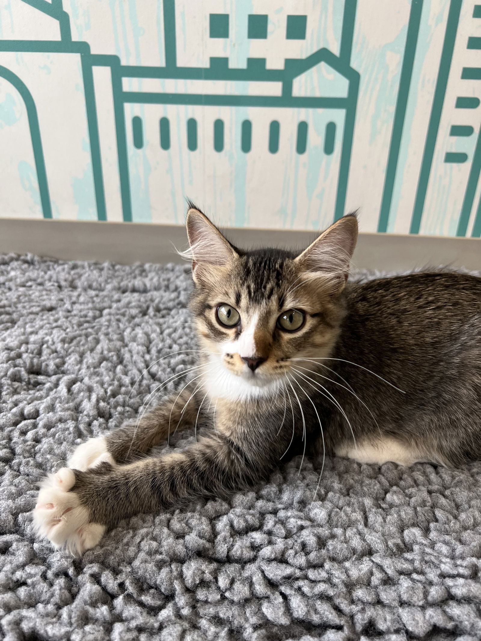 adoptable Cat in Dripping Springs, TX named Aaron