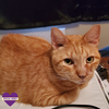 adoptable Cat in dripping springs, TX named Lucy Belle