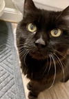 adoptable Cat in  named Princess SJ (Courtesy)