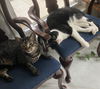 adoptable Cat in Spring, TX named Peyton & Melvin