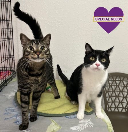 picture of the cat needing adoption