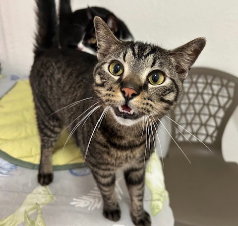 PAYTON - Domestic Short Hair available for adoption