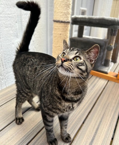 PAYTON - Domestic Short Hair available for adoption