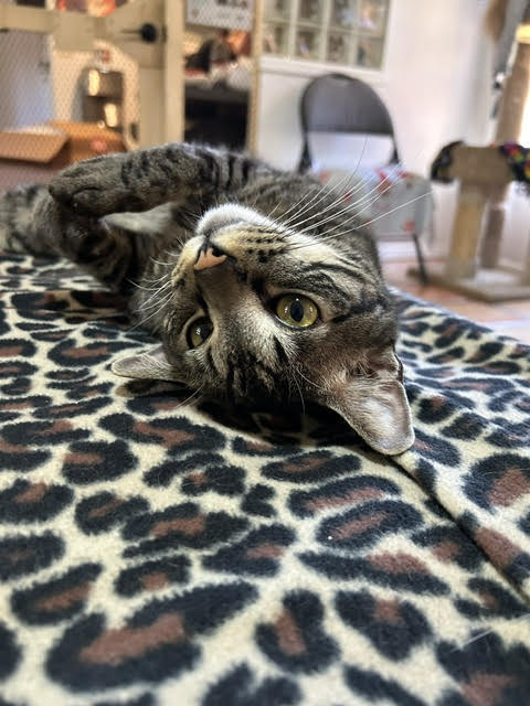 PAYTON - Domestic Short Hair available for adoption