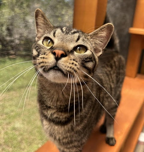 PAYTON - Domestic Short Hair for adoption in Austin