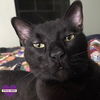 adoptable Cat in dripping springs, TX named Dimitri