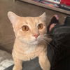 adoptable Cat in spring, TX named August