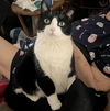 adoptable Cat in dripping springs, TX named Cuddles (Courtesy)