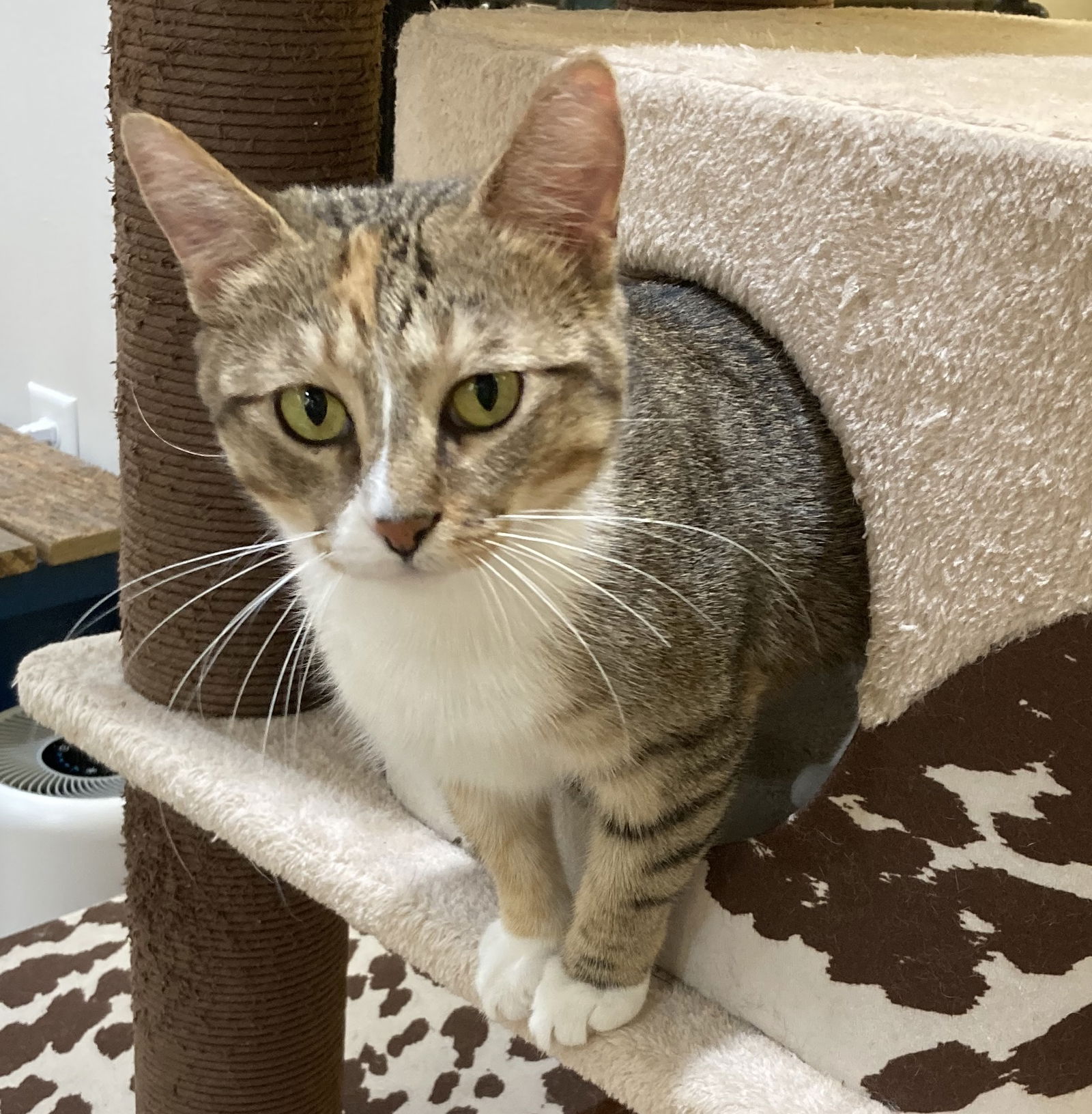 adoptable Cat in Dripping Springs, TX named Taika
