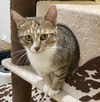 adoptable Cat in  named Taika