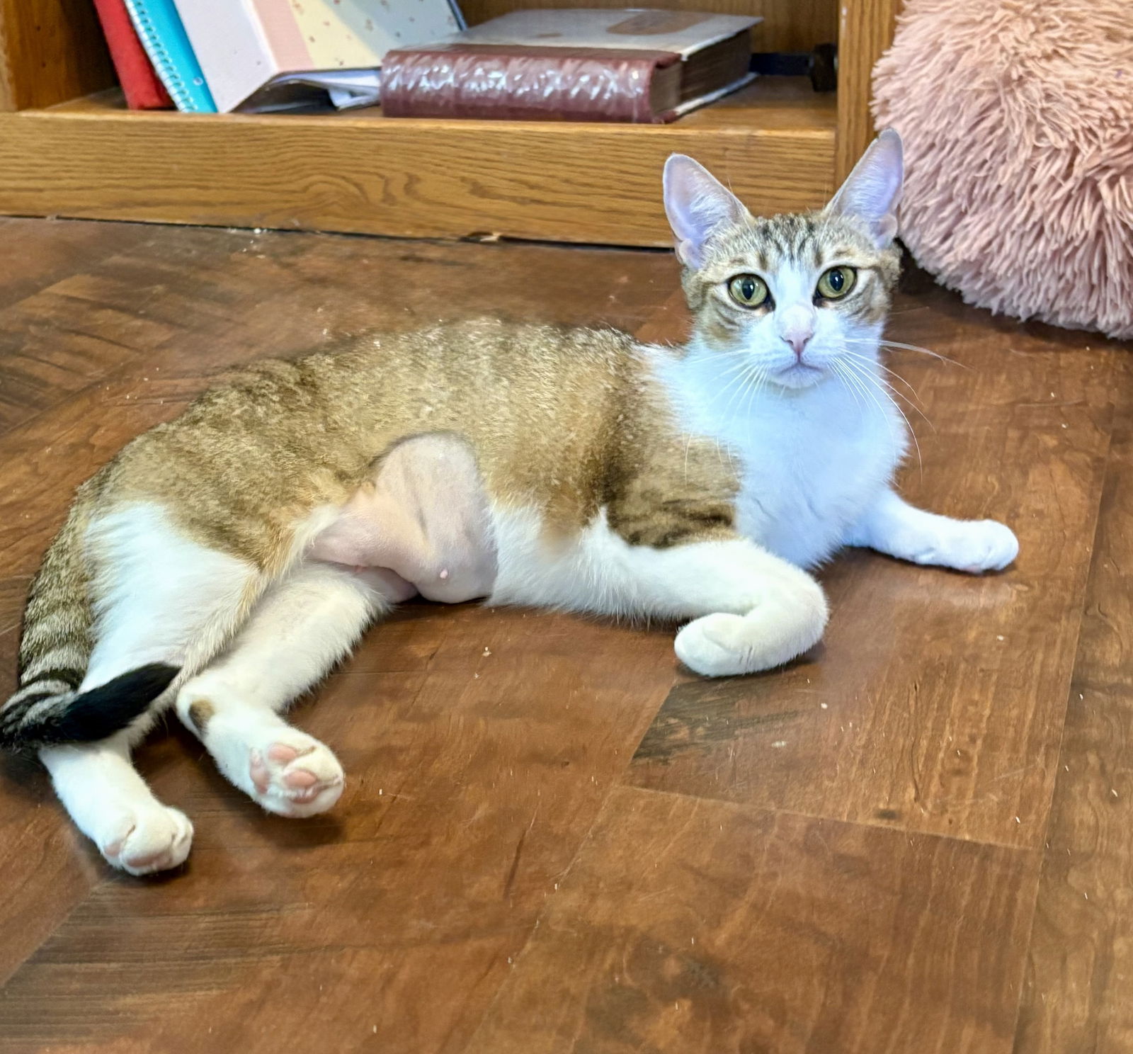 adoptable Cat in Dripping Springs, TX named Ivy
