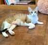 adoptable Cat in dripping springs, TX named Ivy