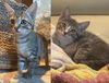 adoptable Cat in dripping springs, TX named Kimchi & Sushi