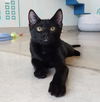 adoptable Cat in dripping springs, TX named Crunch