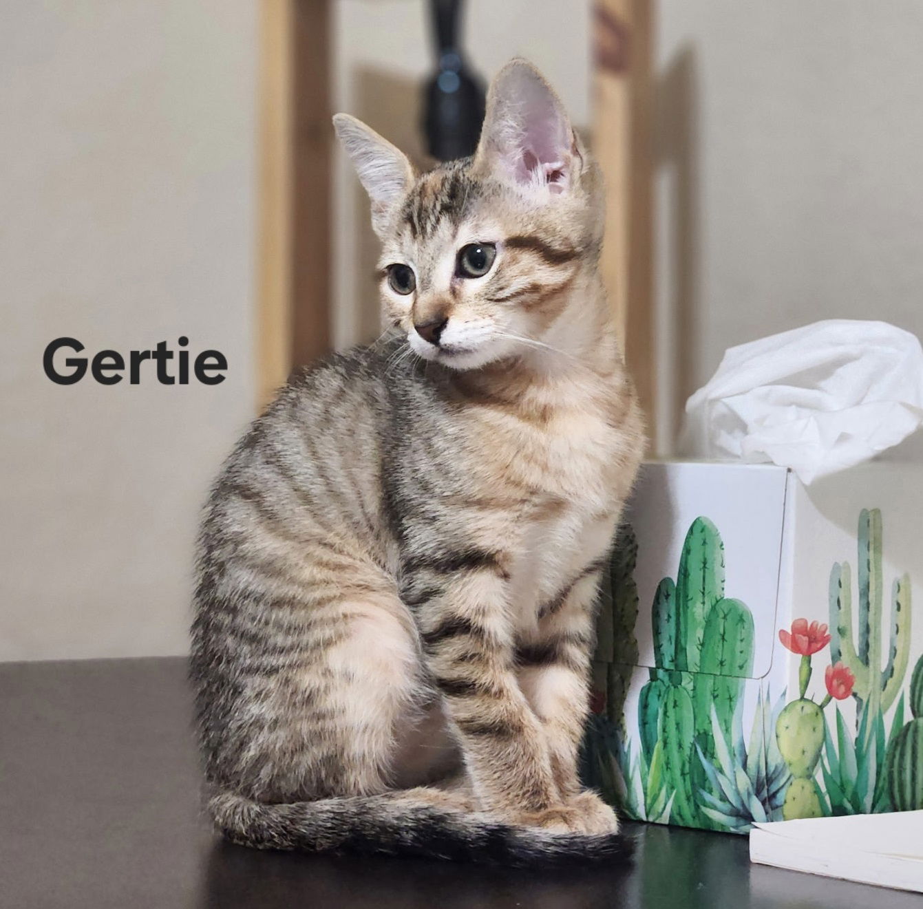 adoptable Cat in Dripping Springs, TX named Gertrude