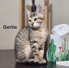 adoptable Cat in dripping springs, TX named Gertrude