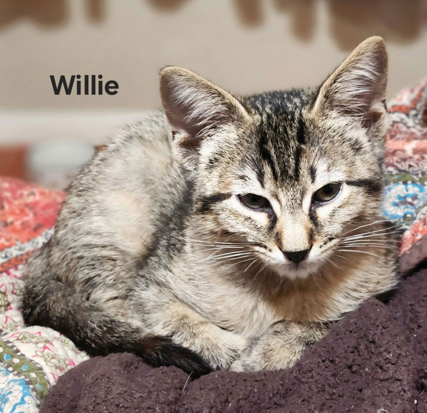 adoptable Cat in Dripping Springs, TX named Willie