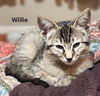 adoptable Cat in Spring, TX named Willie