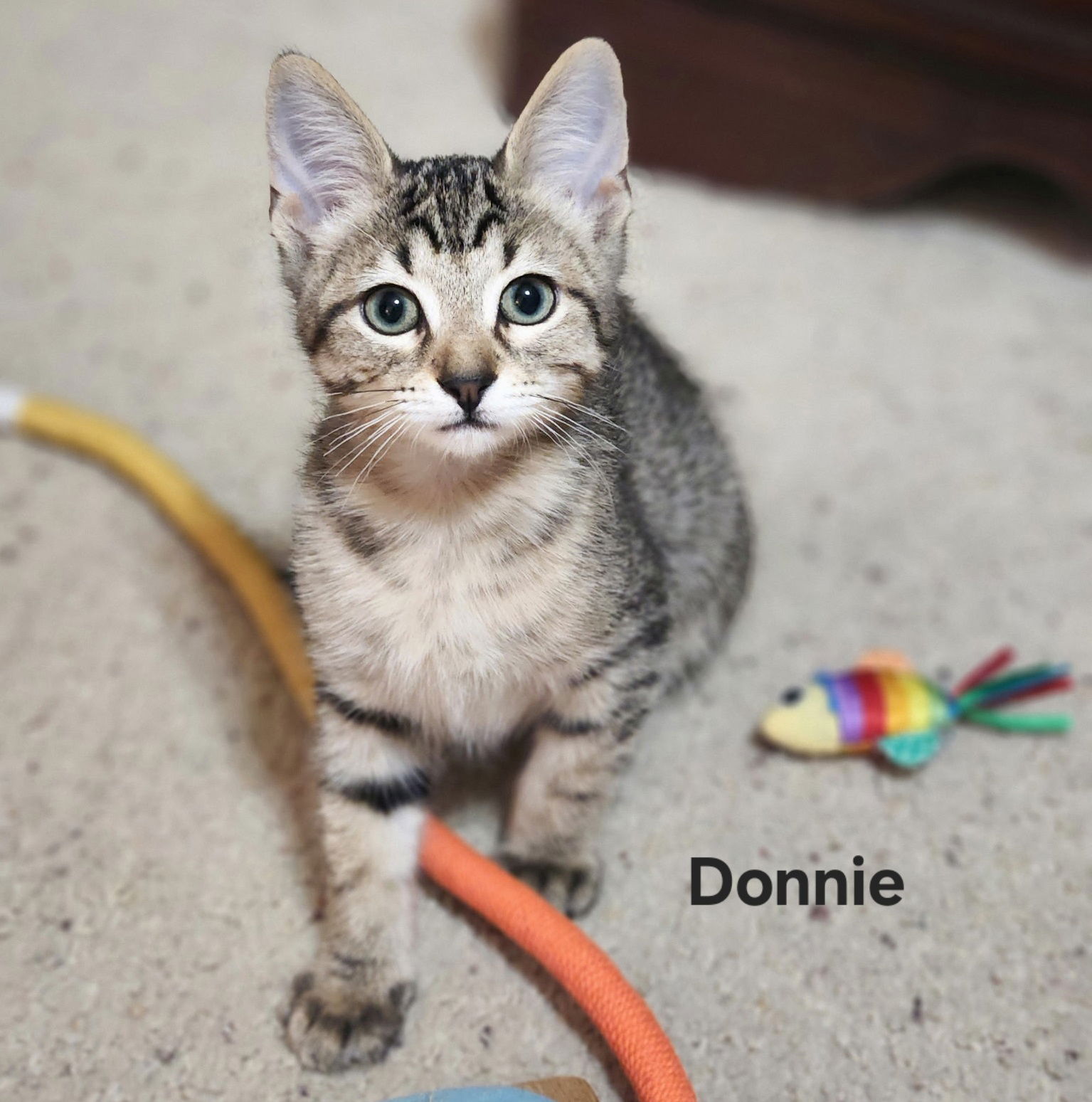 adoptable Cat in Dripping Springs, TX named Donnie
