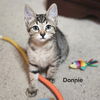 adoptable Cat in dripping springs, TX named Donnie