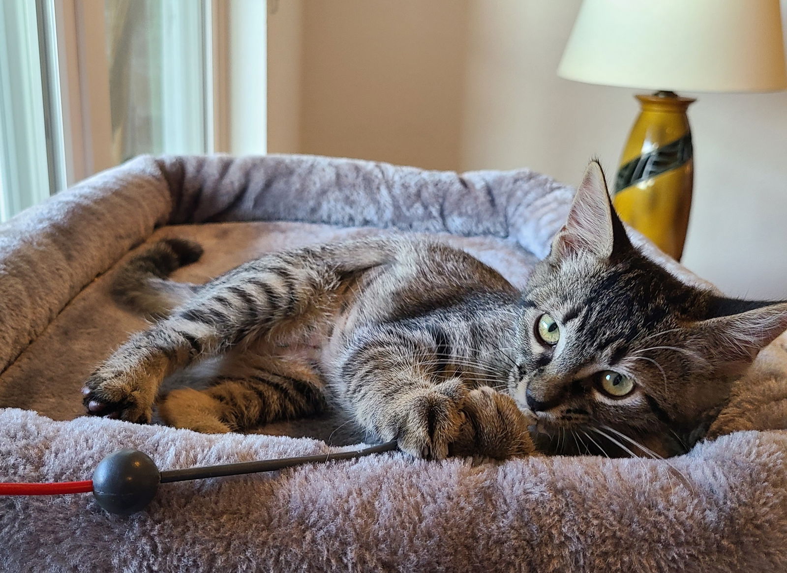 adoptable Cat in Dripping Springs, TX named Jacque