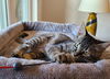 adoptable Cat in dripping springs, TX named Jacque