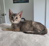 adoptable Cat in dripping springs, TX named Jilly