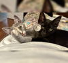 adoptable Cat in dripping springs, TX named Jenny & Asher