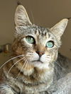 adoptable Cat in  named Pixie Bob